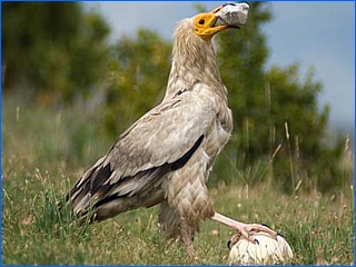 aasgier eierbreker