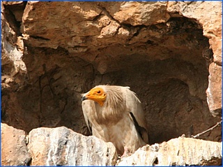 aasgier in rotsholte