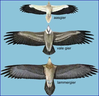 aasgier vale gier lammergier
