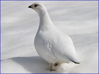 alpensneeuwhoen (lagopus mutus pyrenaicus)