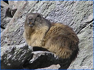 marmot