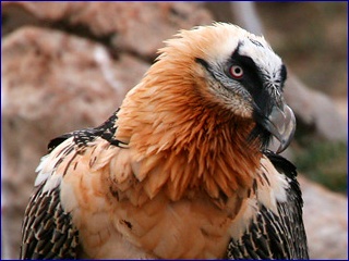 lammergier closeup