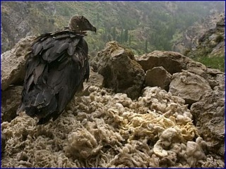 lammergier jong en nest