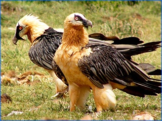 paar lammergieren