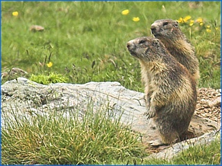 marmot pyreneeën