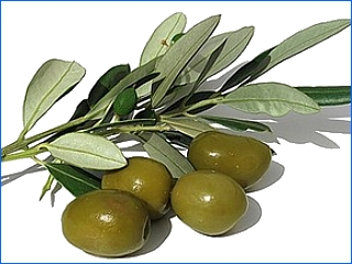 bladeren olijfboom groene olijven