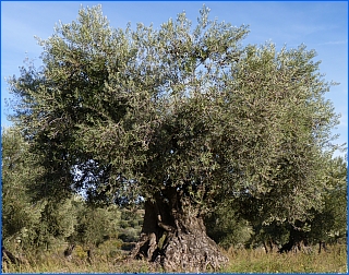 olijfboom olvena artasona spaanse pyrenee&euml;n