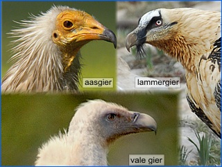 vale gier aasgier lammergier