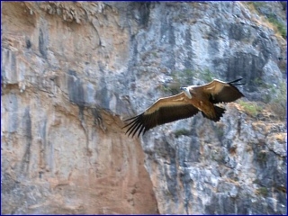 vale gier bergwandelen